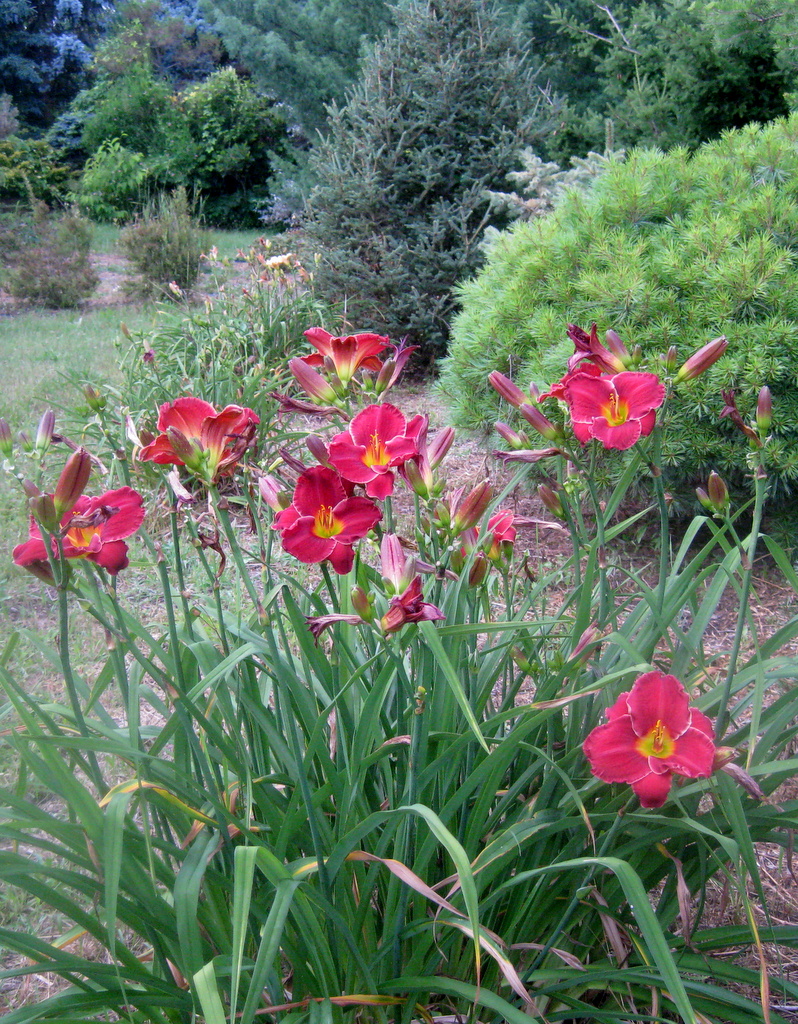 Hemerocallis 'People's Pleasure Park'